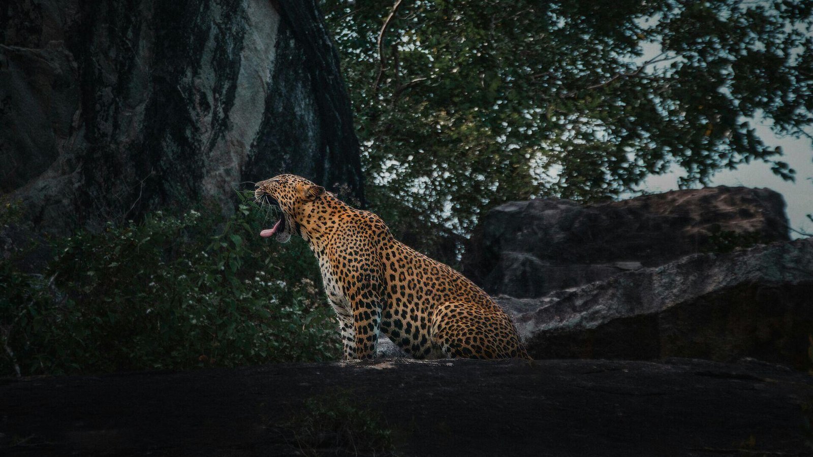 Sri Lankan Wildlife