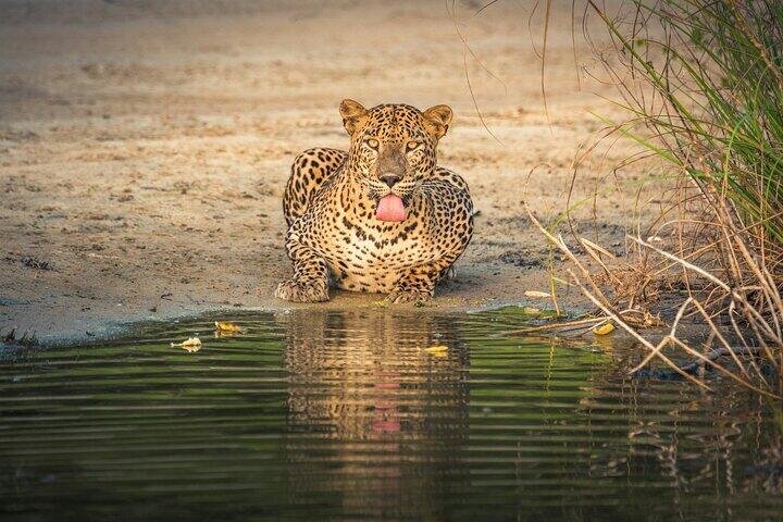 Ethical Wildlife Tourism: Seeing Leopards in Yala Responsibly